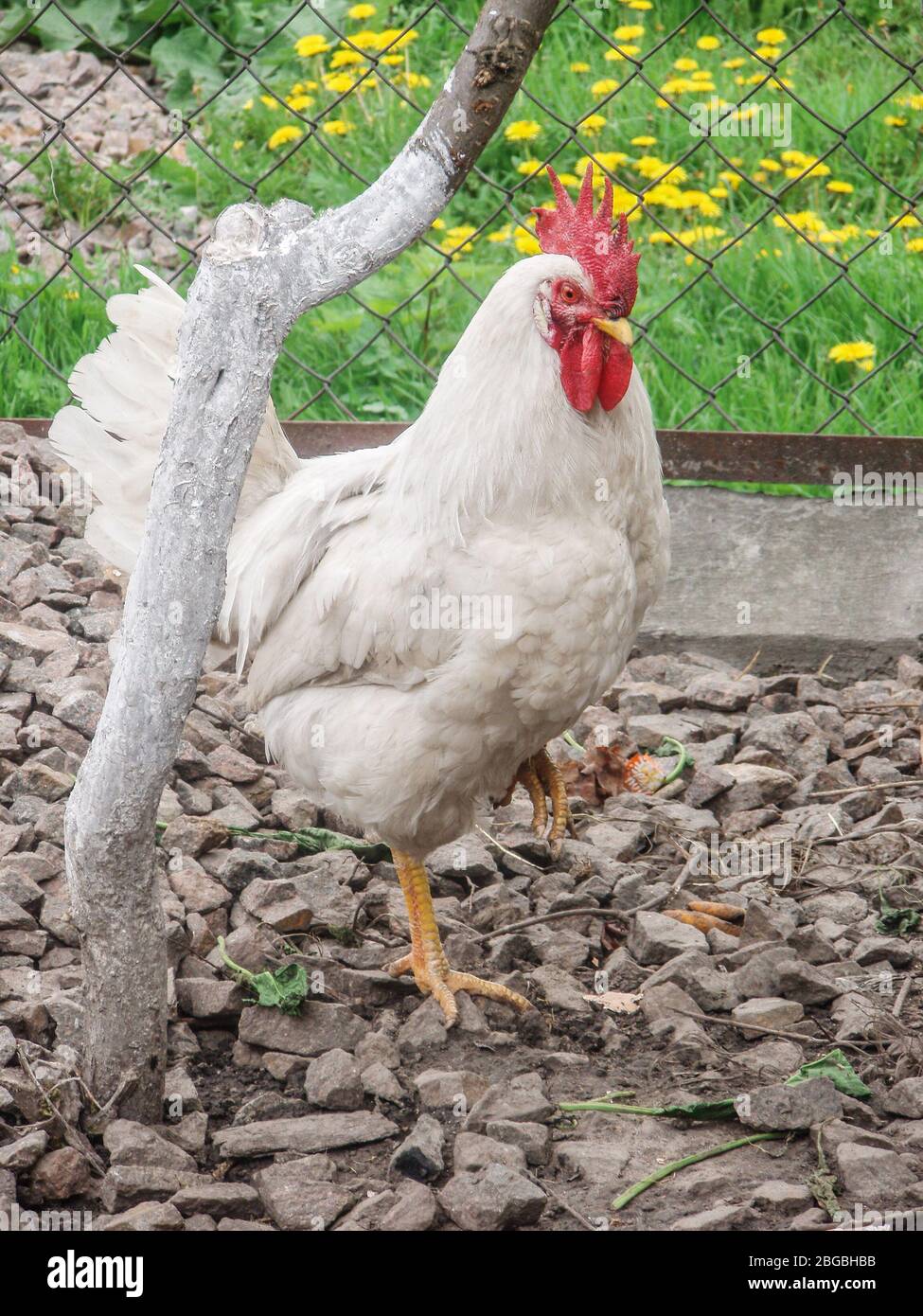 Portrait Of Rooster In Farm Cock In Outside Area Of A Chicken Coop portrait-of-rooster-in-farm-cock-in-outside-area-of-a-chicken-coop