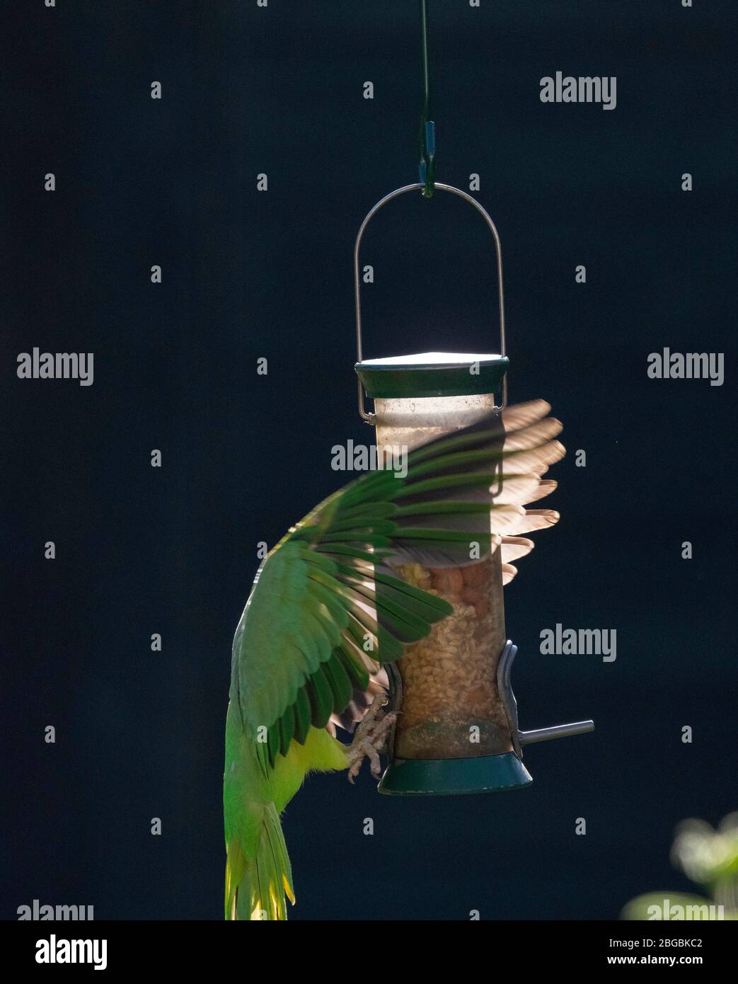 London, UK. 21st April 2020. Ring Necked Parakeet in flight lands on a garden bird feeder using its wings to grab hold. Credit: Malcolm Park/Alamy Live News. Stock Photo