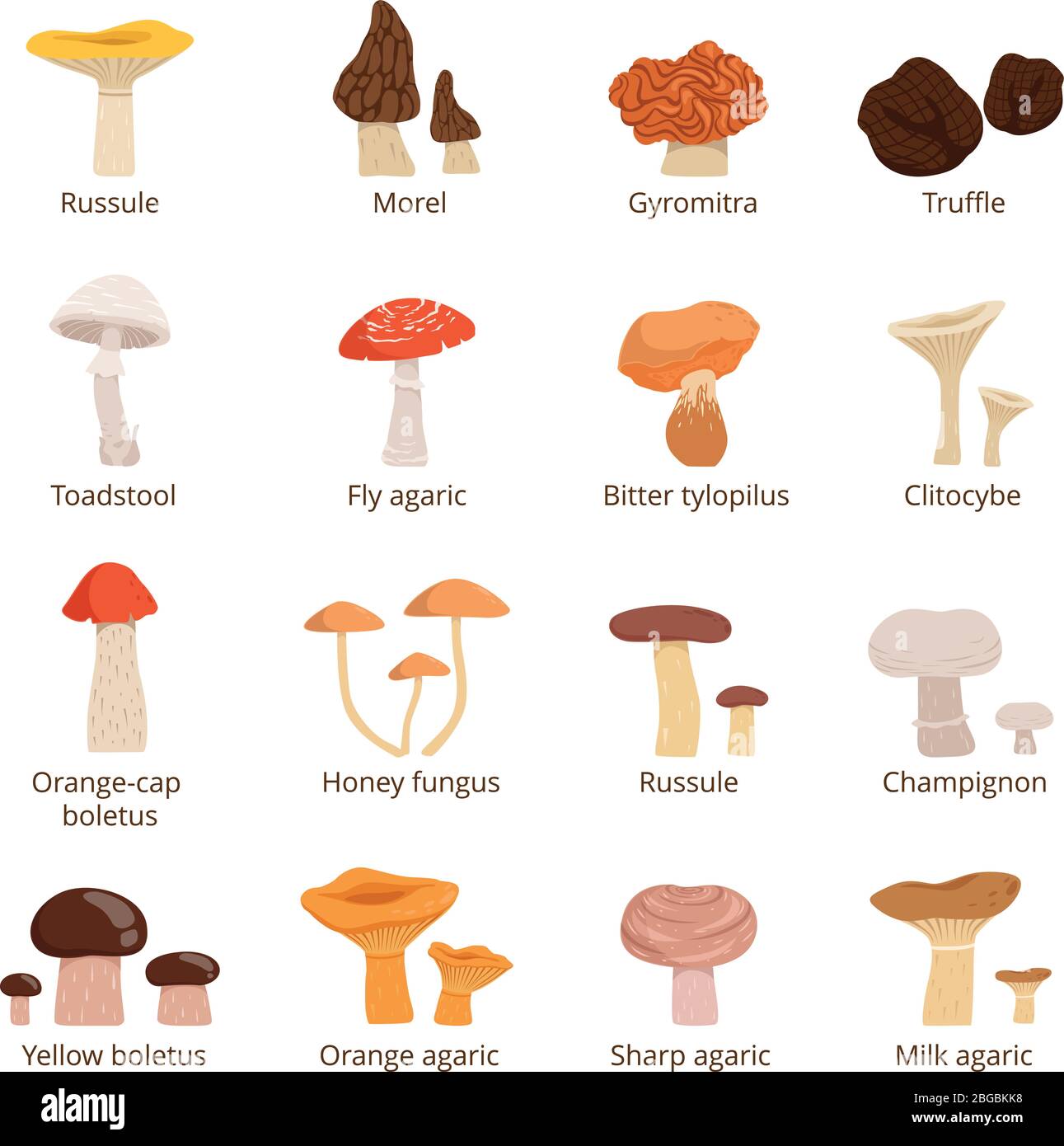 Natural fresh food. Different mushrooms. Truffles slippery chanterelle and others. Vector illustrations in cartoon style Stock Vector