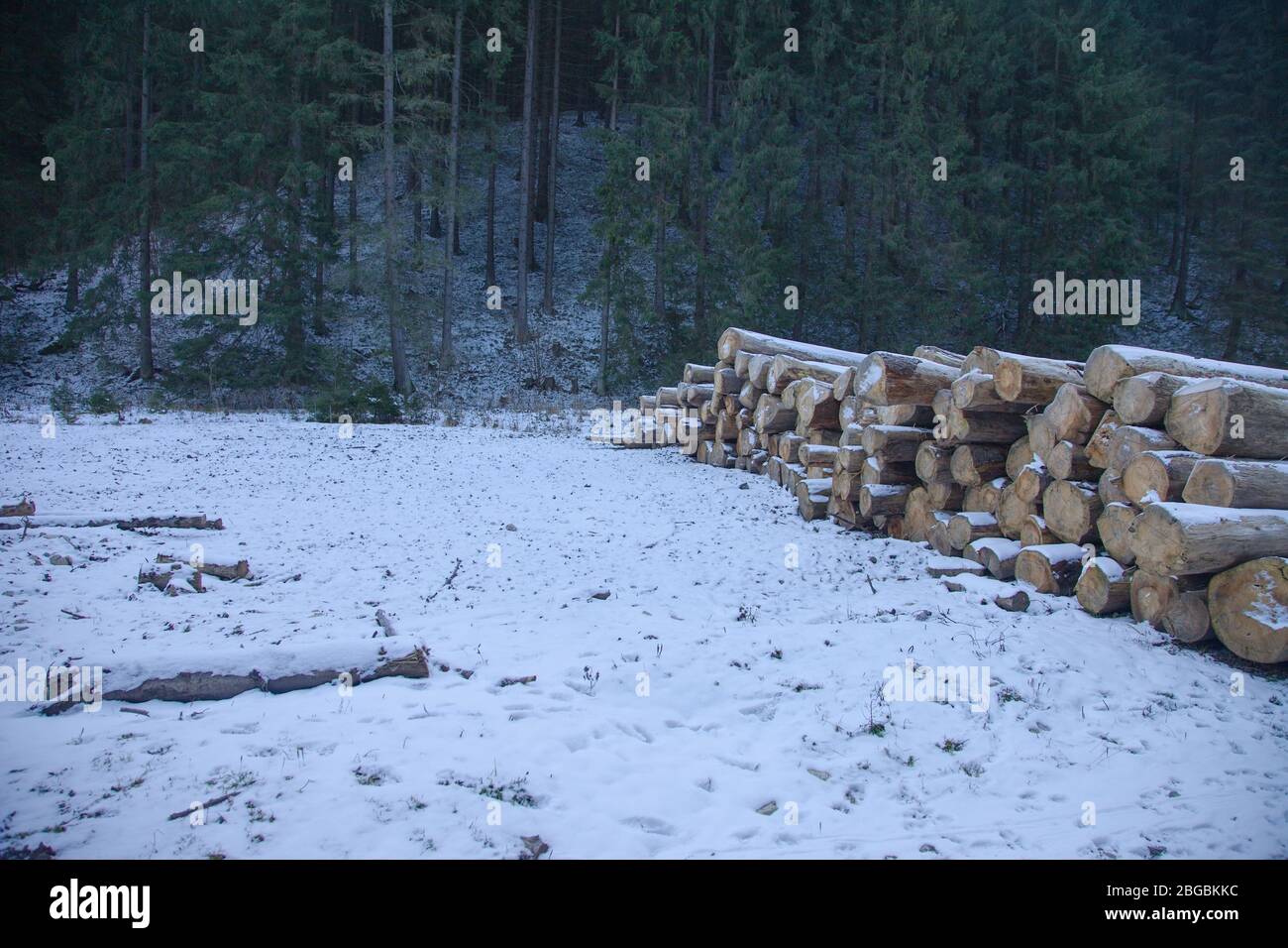 Hoard of timber on the frozen ground, Slovakia Stock Photo