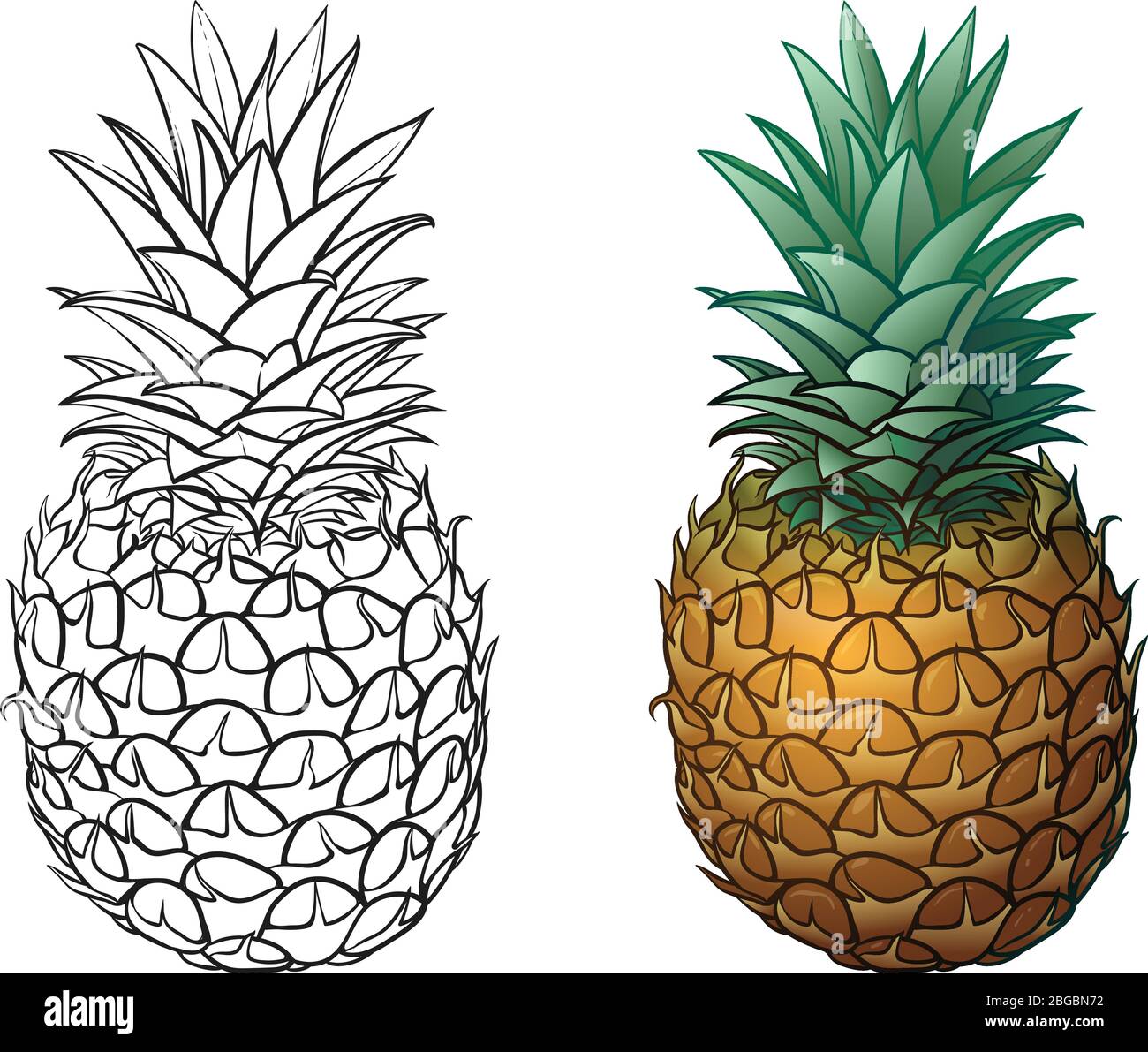 Hand drawn pineapple plus color. Vector illustrations on white background Stock Vector