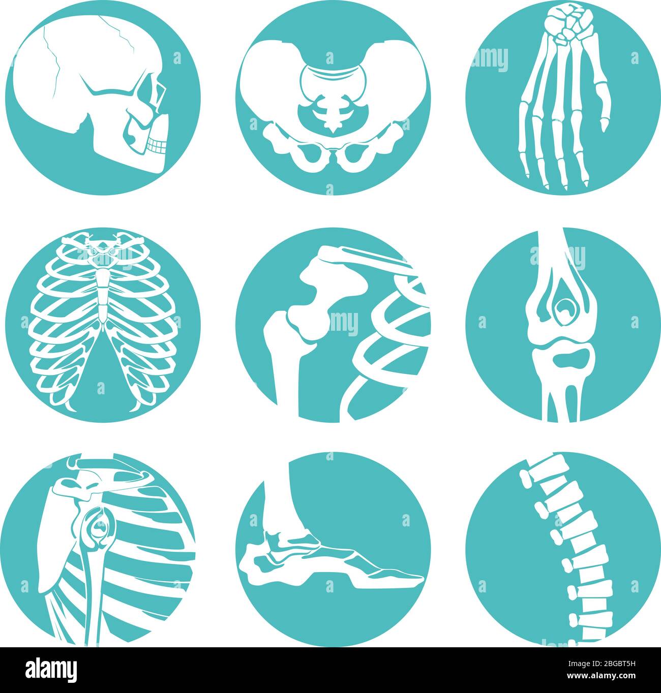 Illustrations of human anatomy. Orthopedic pictures of skeleton and different bones Stock Vector