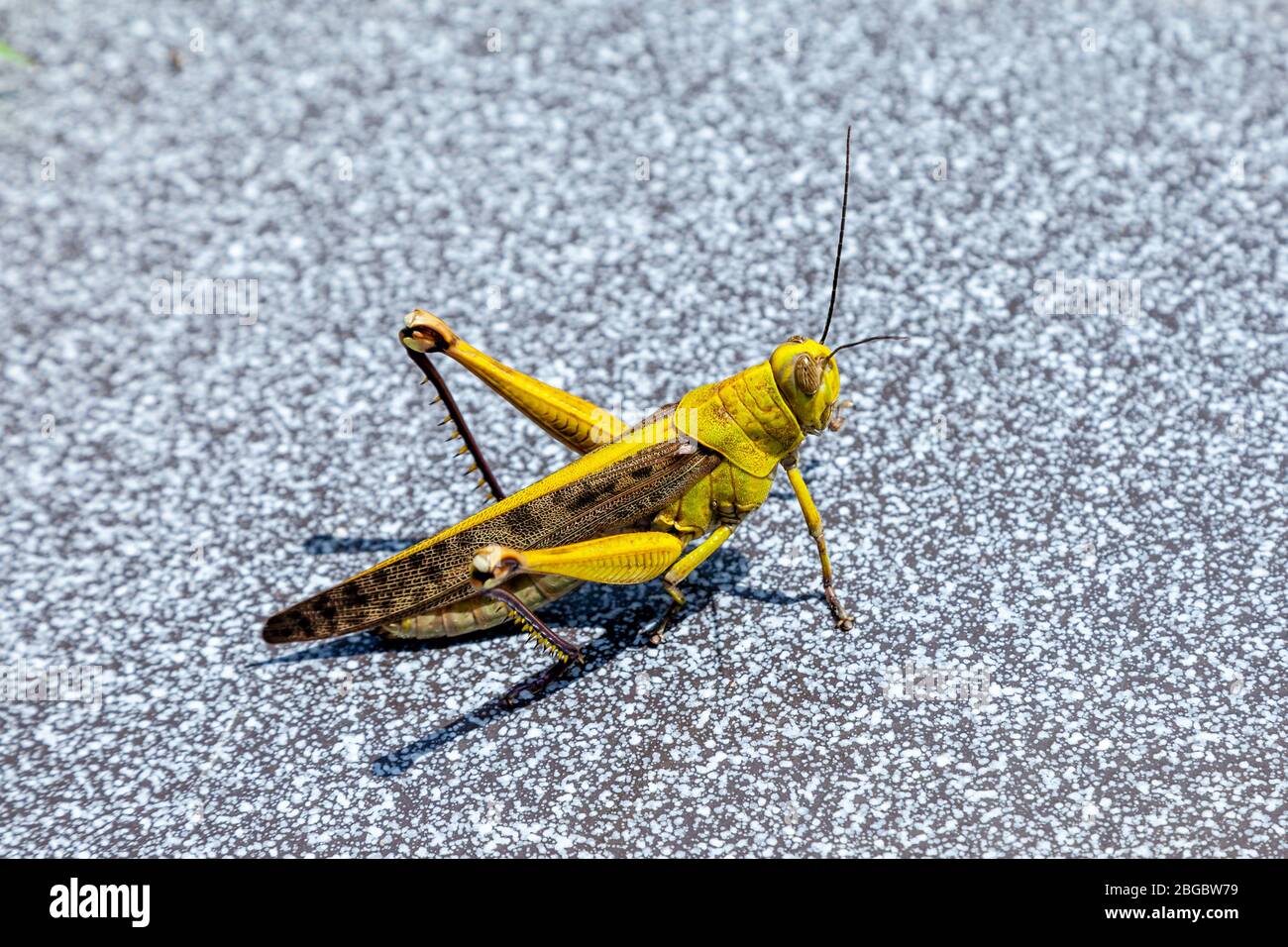 A Colourful Grasshopper, Yogyakarta, Indonesia. Stock Photo