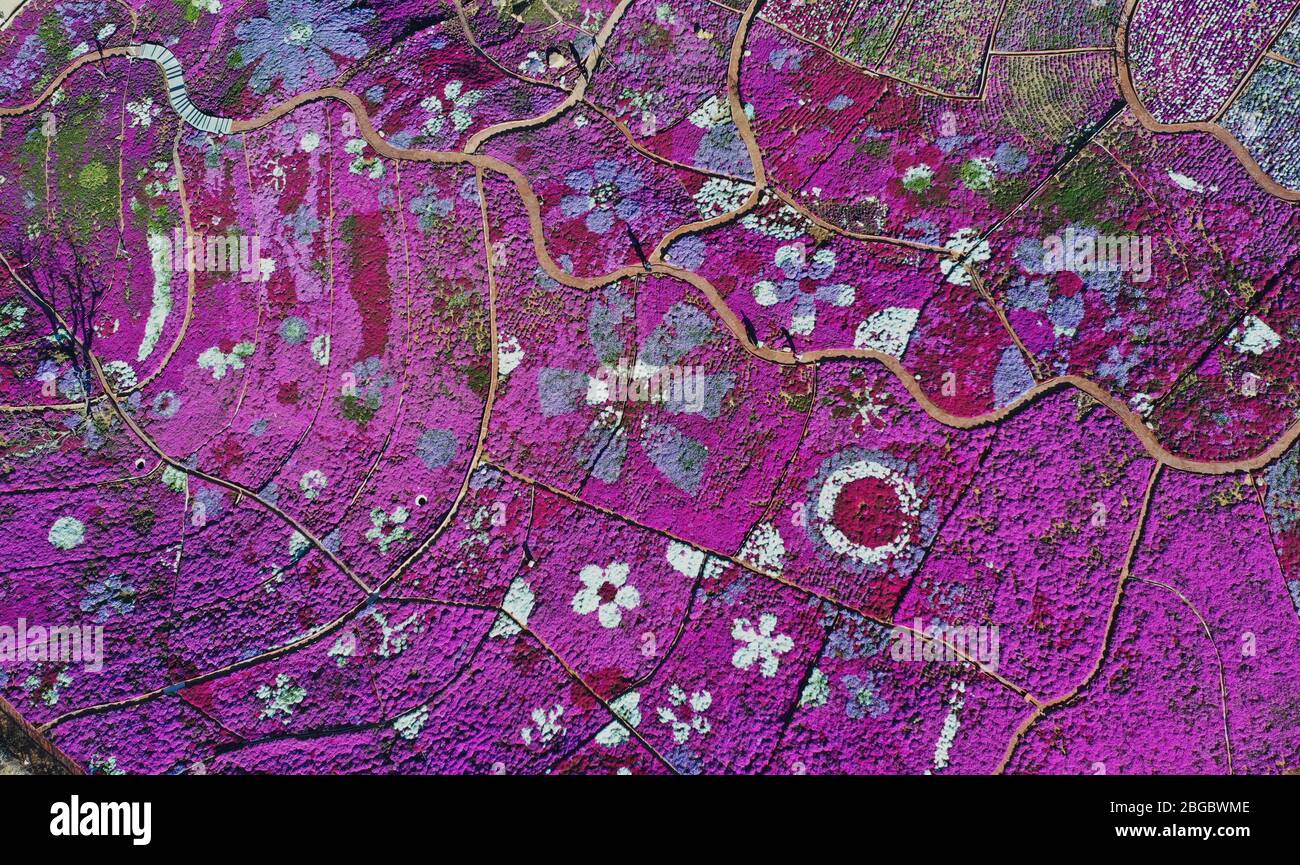 Tangshan. 21st Apr, 2020. Aerial photo taken on April 21, 2020 shows shibazakura blossoms in Qianxi County, north China' Hebei Province. Credit: Yang Shiyao/Xinhua/Alamy Live News Stock Photo