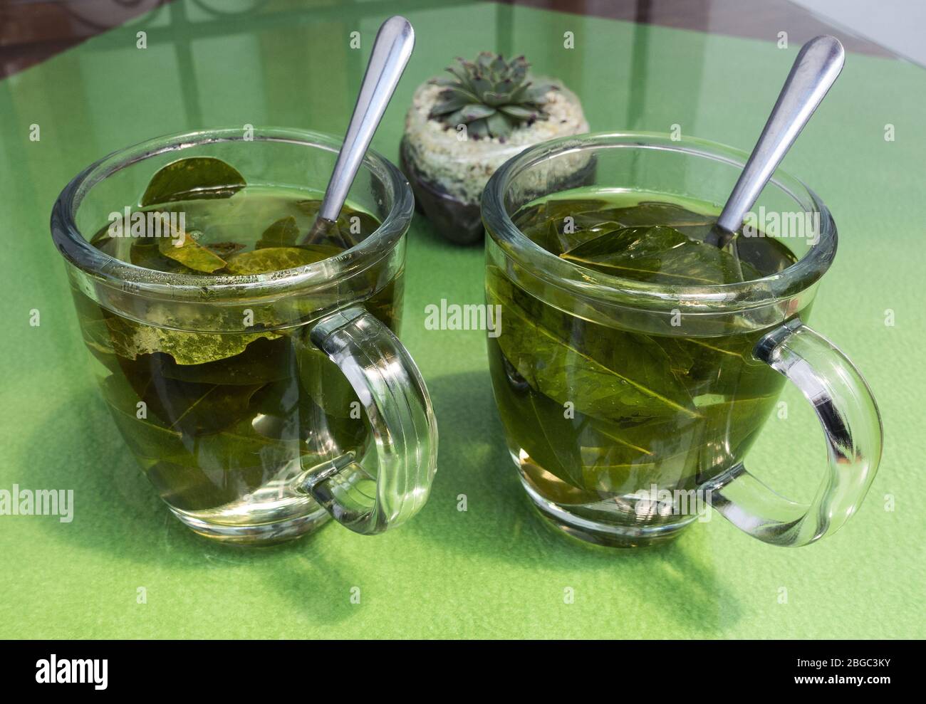 https://c8.alamy.com/comp/2BGC3KY/coca-tea-in-glass-cups-made-from-dried-leaves-of-the-coca-plant-which-is-native-to-south-america-2BGC3KY.jpg