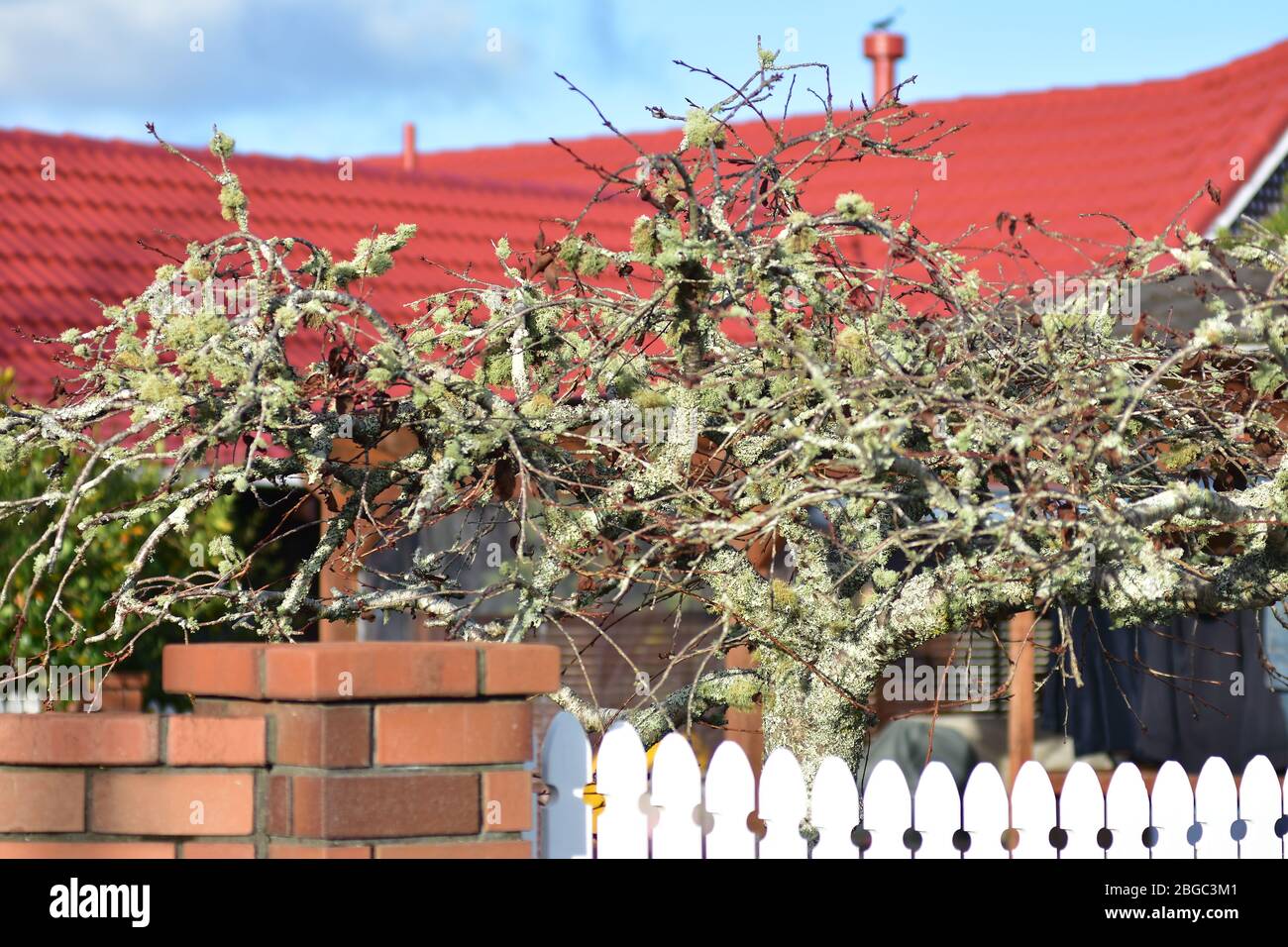 Small tree covered with lichen and moss in front of house with red roof. Stock Photo