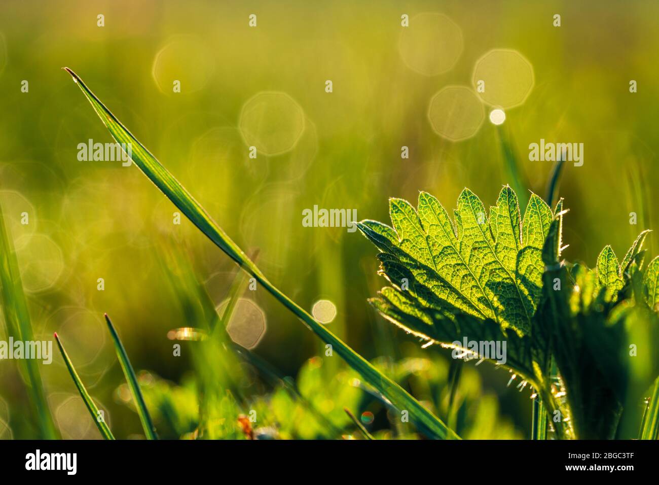 Leaf of stinging nettle and blade of grass on lush meadow backlit by bright warm light of sunrise. Concept of purity, freshness, naturopathy, nature Stock Photo