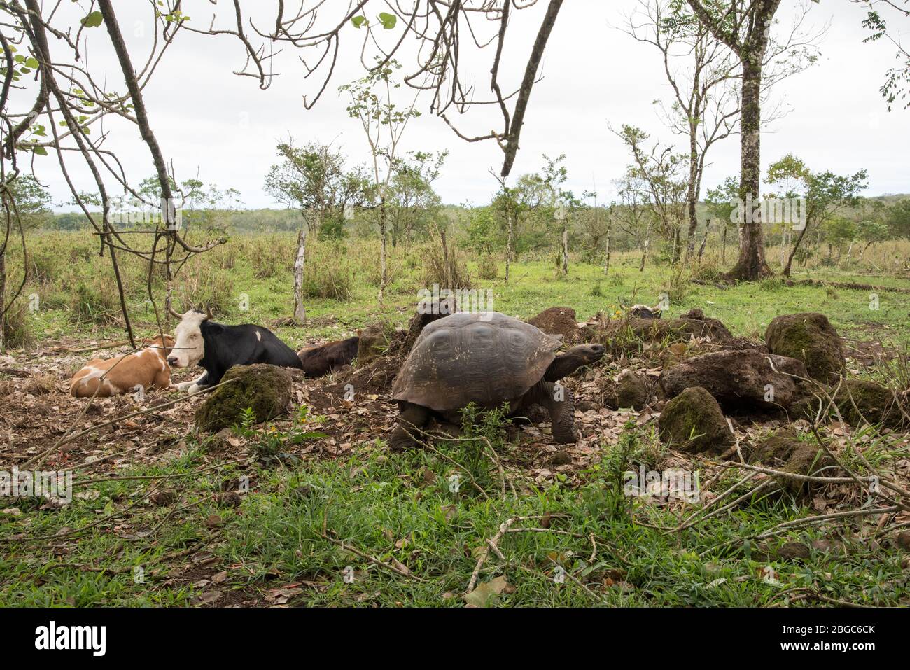 Galápagos tortoise together with cows on a pasture on Santa Cruz at the Galapagos Islands. Stock Photo