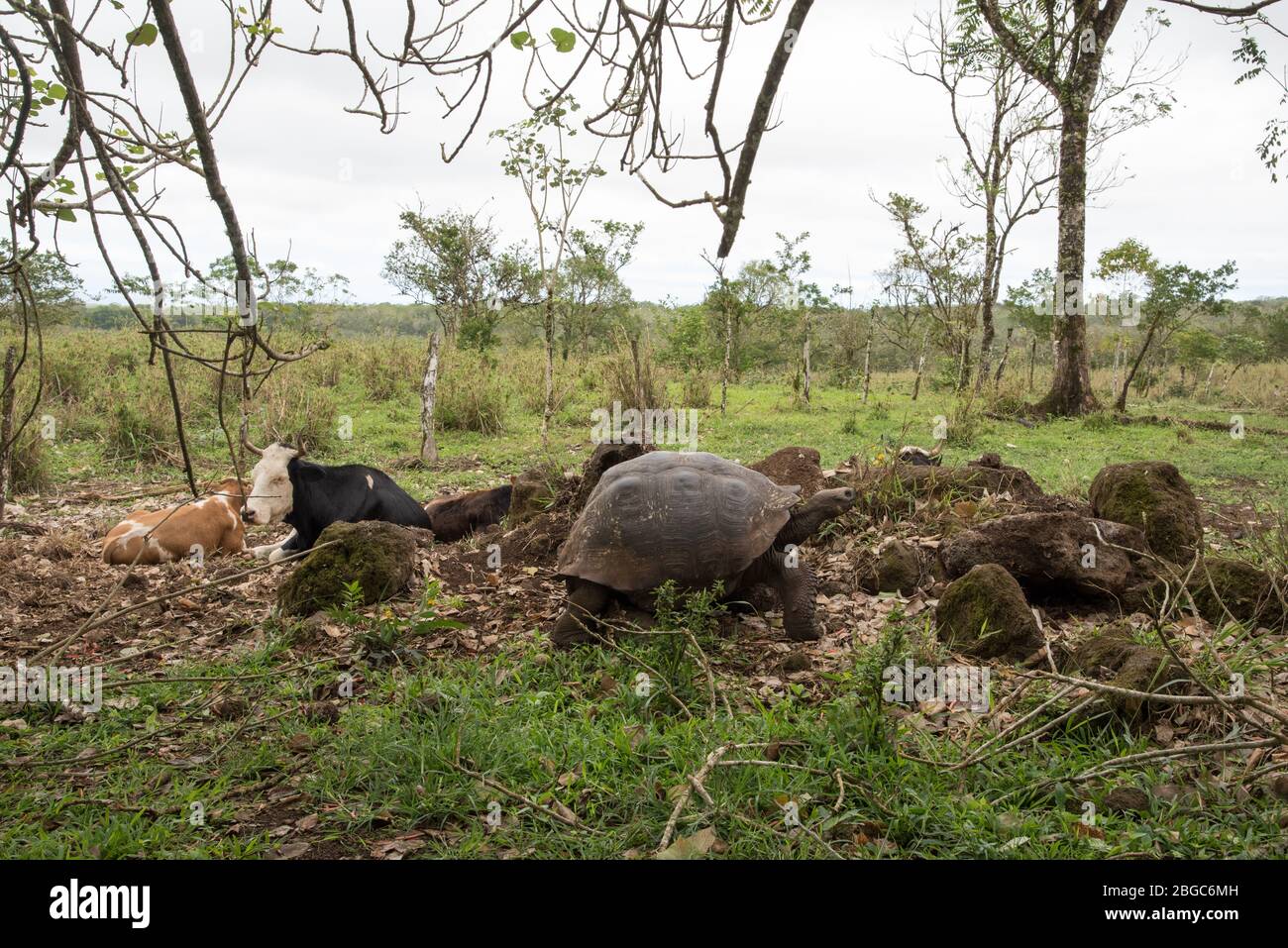 Galápagos tortoise together with cows on a pasture on Santa Cruz at the Galapagos Islands. Stock Photo