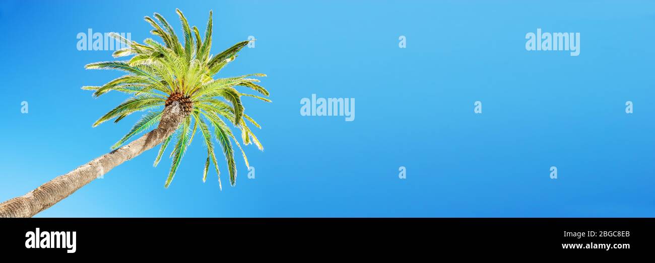 Looking up at leaning palm tree against blue sky, view from below, tropical travel and tourism panoramic background Stock Photo