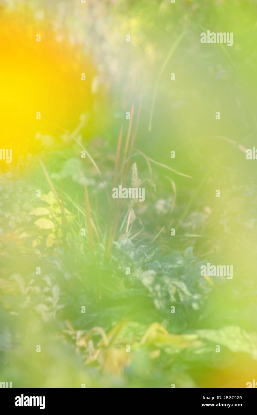 Abstract bokeh and blurred green nature background Stock Photo - Alamy