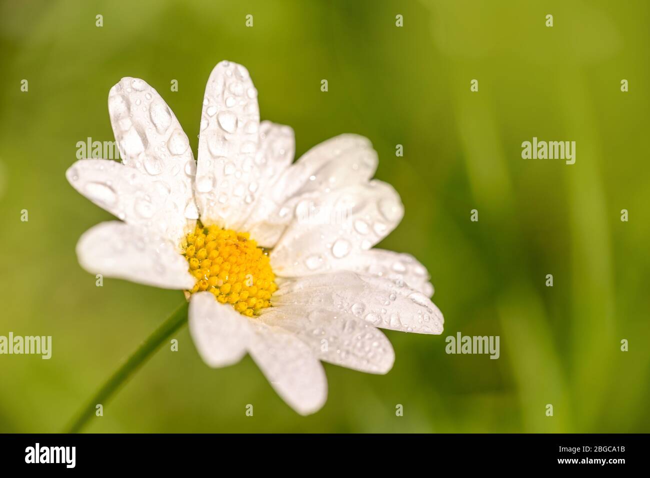Close up of a daisy with dew drops, green background, spring concept Stock Photo