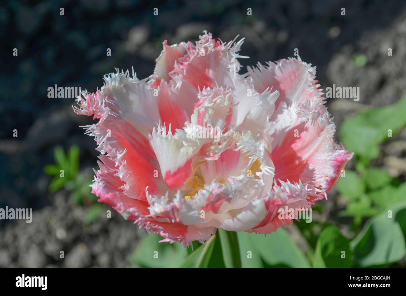 Terry fringed tulip Queensland in garden. Queensland tulip on the