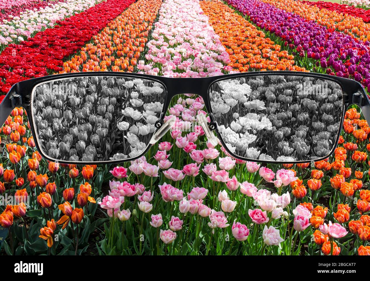 Looking through glasses to bleach nature landscape - tulips field. Color blindness. World perception during depression. Medical condition. Stock Photo