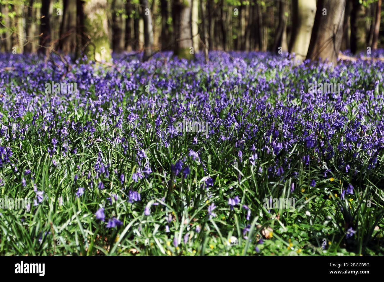 Bluebells in Hazelborough Wood, Silverstone, Northamptonshire. Stock Photo
