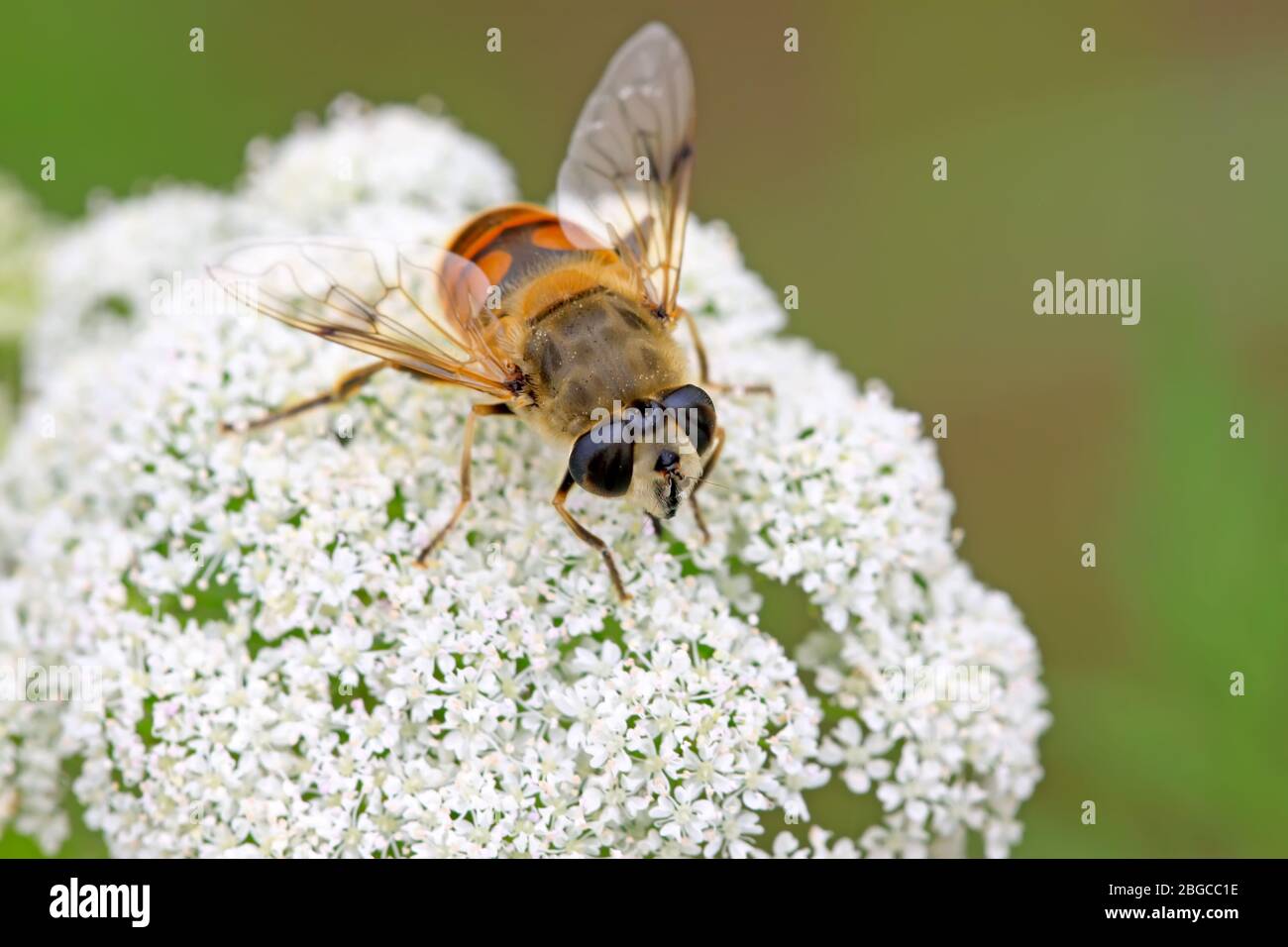 diptera syrphidae insects on the flowers, take photos in the natural ...