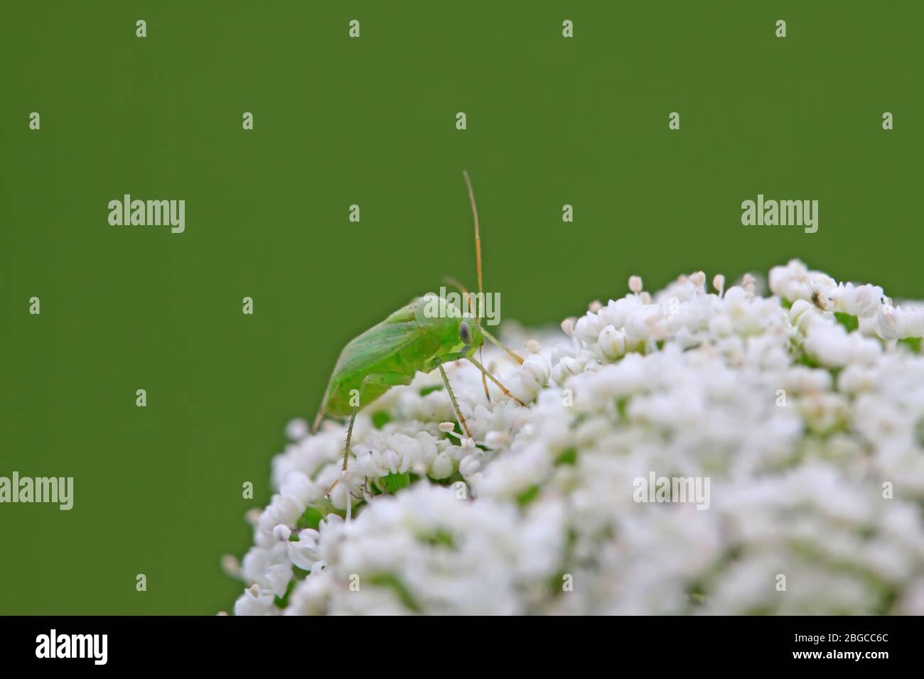 a kind of insects named stinkbug on the grass, take photos in the ...