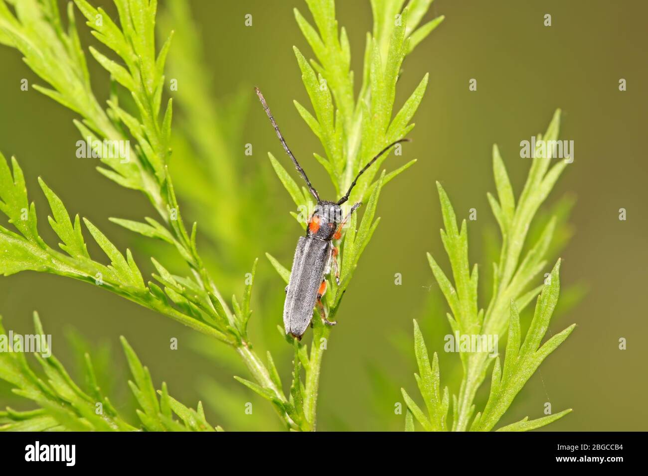 a kind of coleoptera cerambycidae insects, this insect with large ...