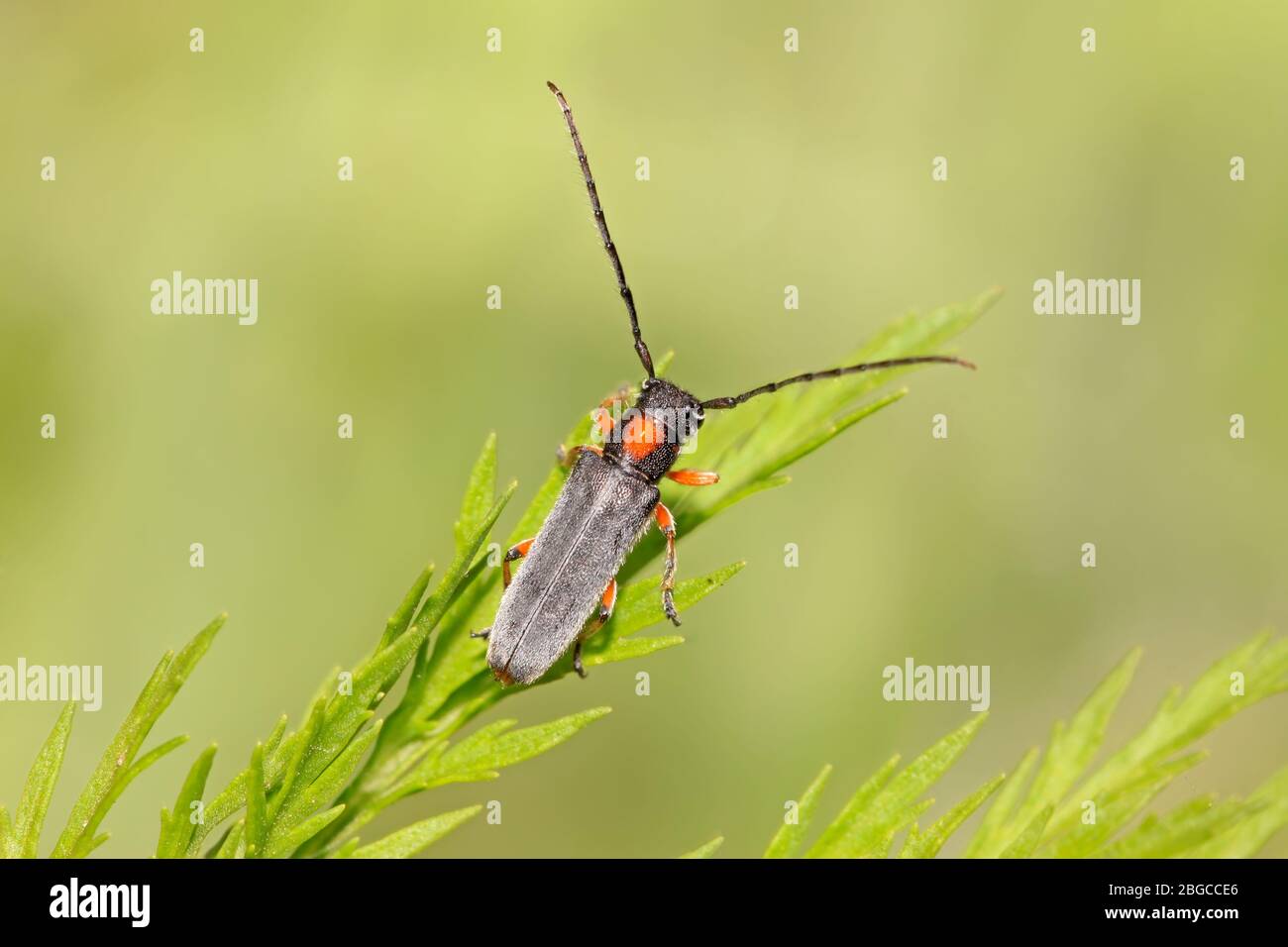 a kind of coleoptera cerambycidae insects, this insect with large ...