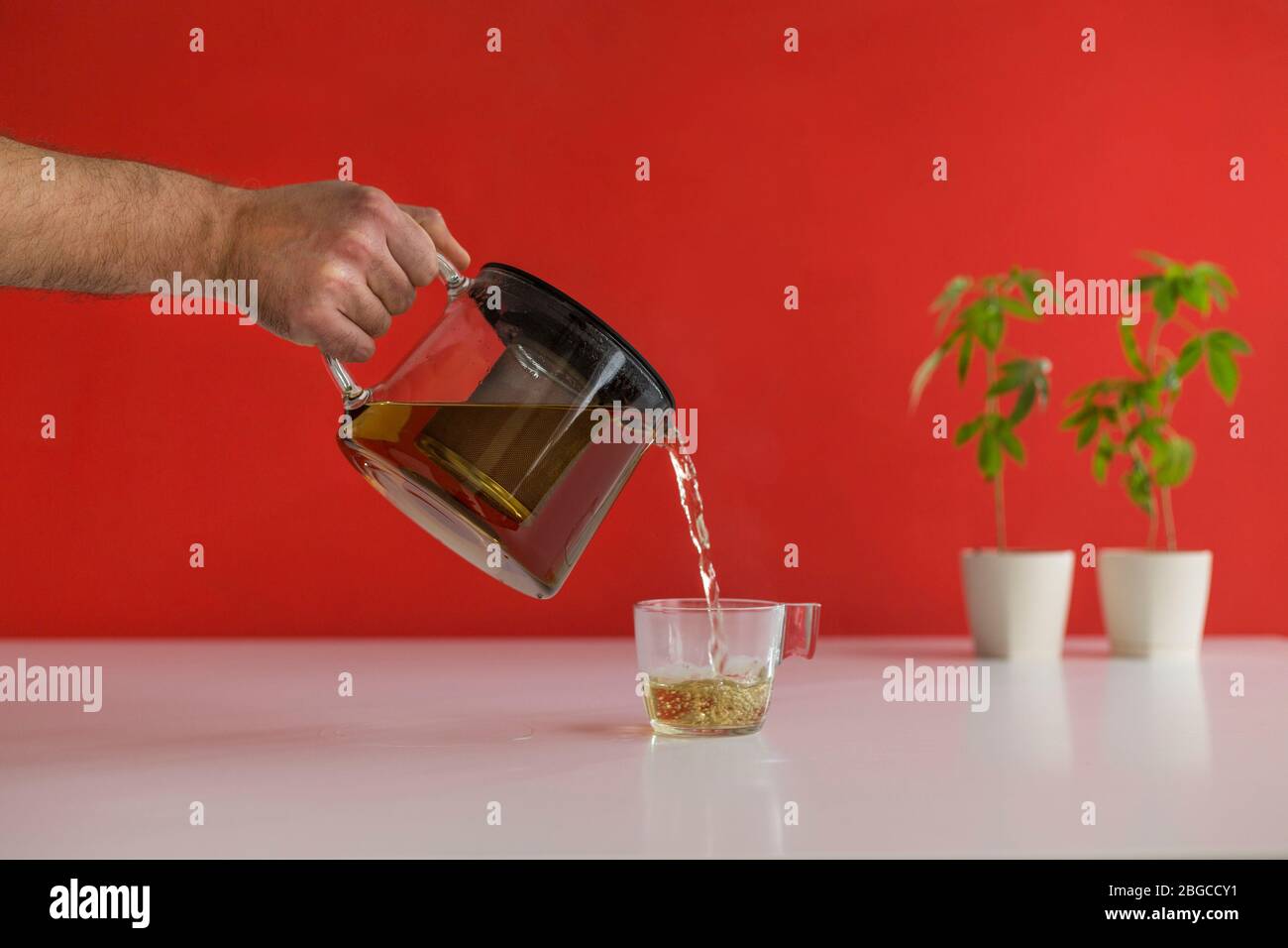 White table with Marijuana plant in pottery. Hand pouring hot CBD tea