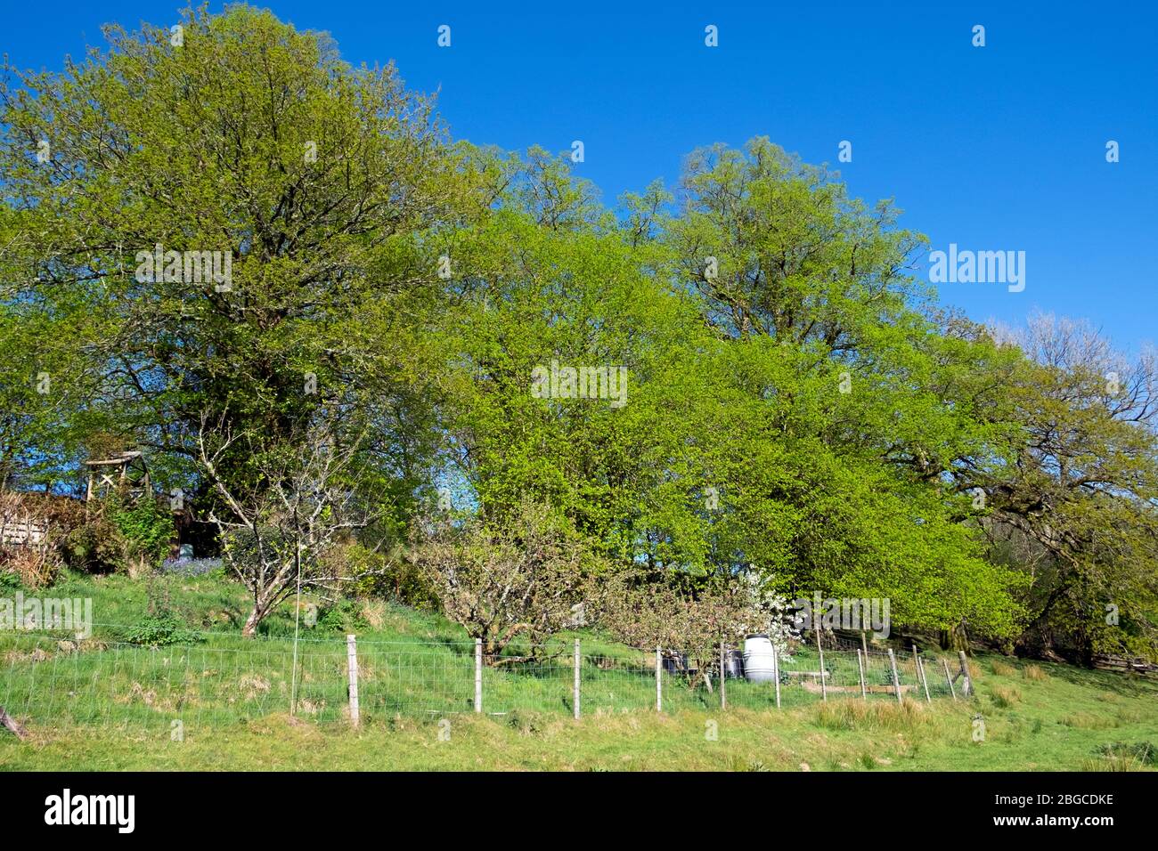 A row of small-leaved lime trees Tilia cordata or little leaf Linden in spring near a garden along an old drover's track in Carmarthenshire Wales UK Stock Photo