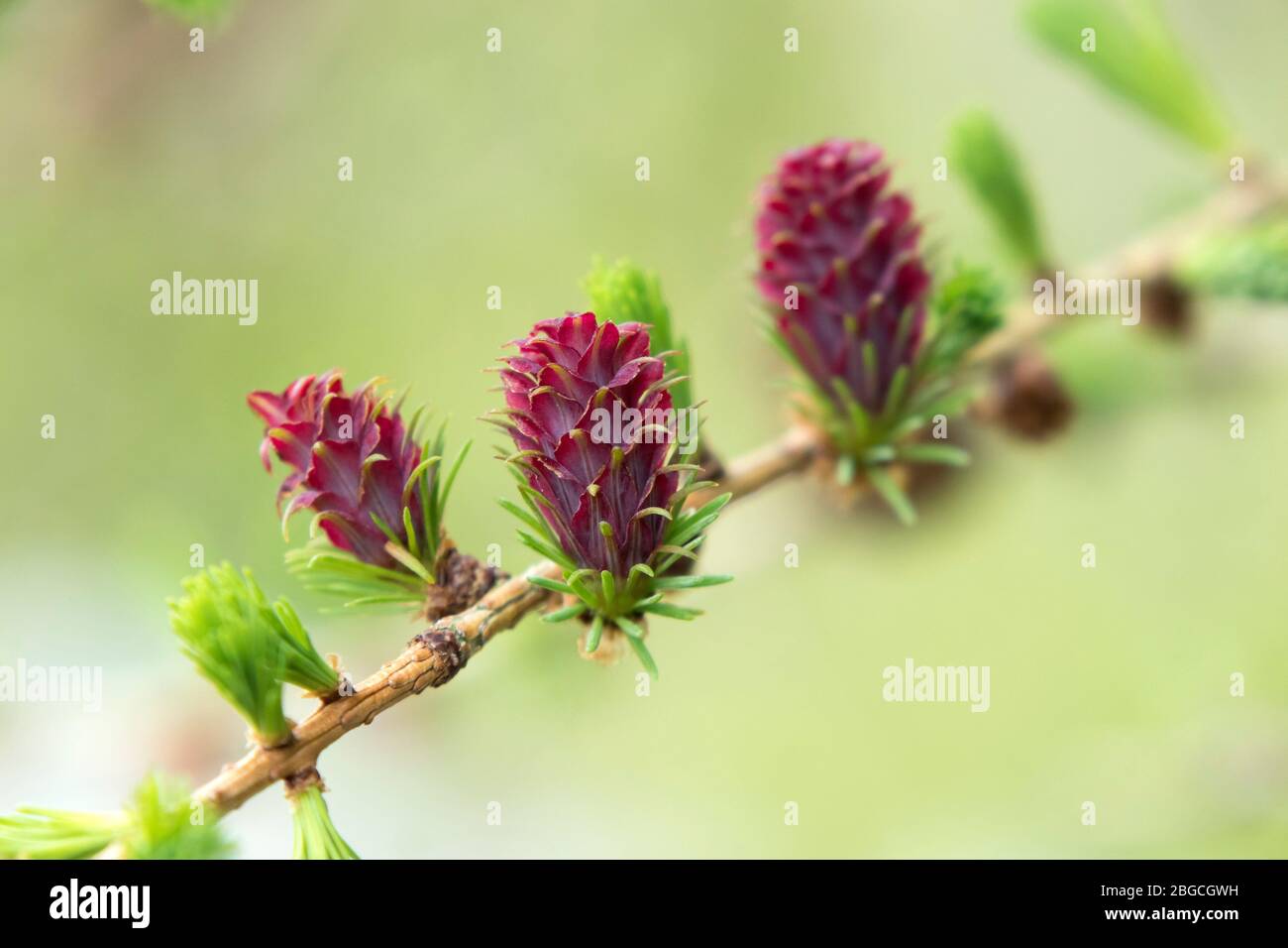 The Female Flowers of the European Larch Tree Larix decidua, UK. The purple flowers develop into the cones as they mature. Stock Photo