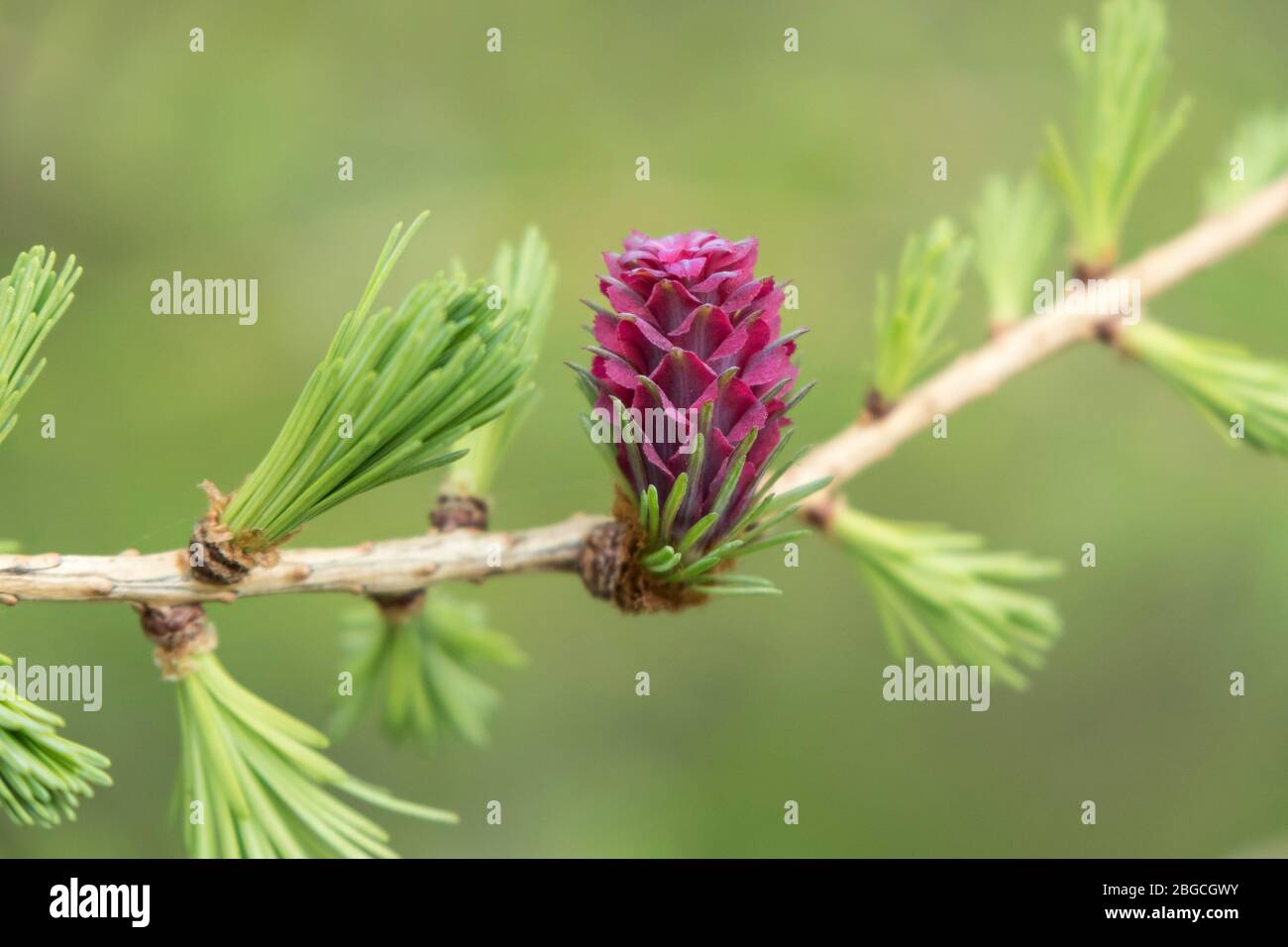 The Female Flower of the European Larch Tree Larix decidua, UK. The purple flowers develop into the cones as they mature. Stock Photo
