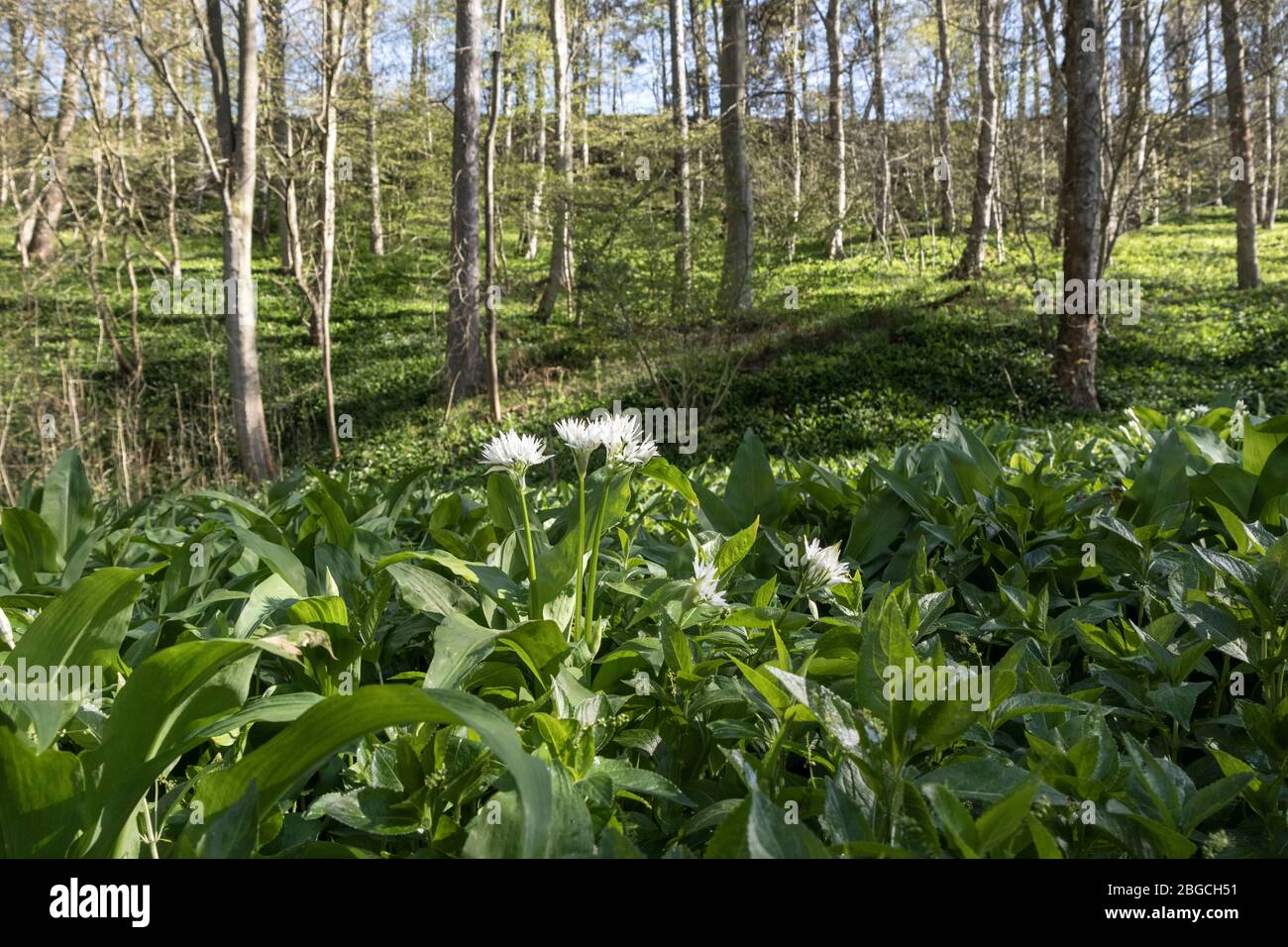 Ramsons (Allium ursinum) Flowers in a Woodland Environment UK. These edible plants are also known by common names such as Wild Garlic, Wood Garlic and Stock Photo