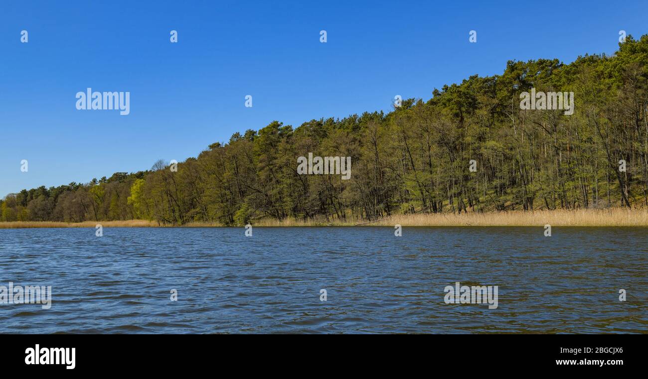 Kersdorf, Germany. 19th Apr, 2020. A mixed forest borders on the shore of  the Kersdorfer See in the Kersdorfer See nature reserve. Credit: Patrick  Pleul/dpa-Zentralbild/ZB/dpa/Alamy Live News Stock Photo - Alamy