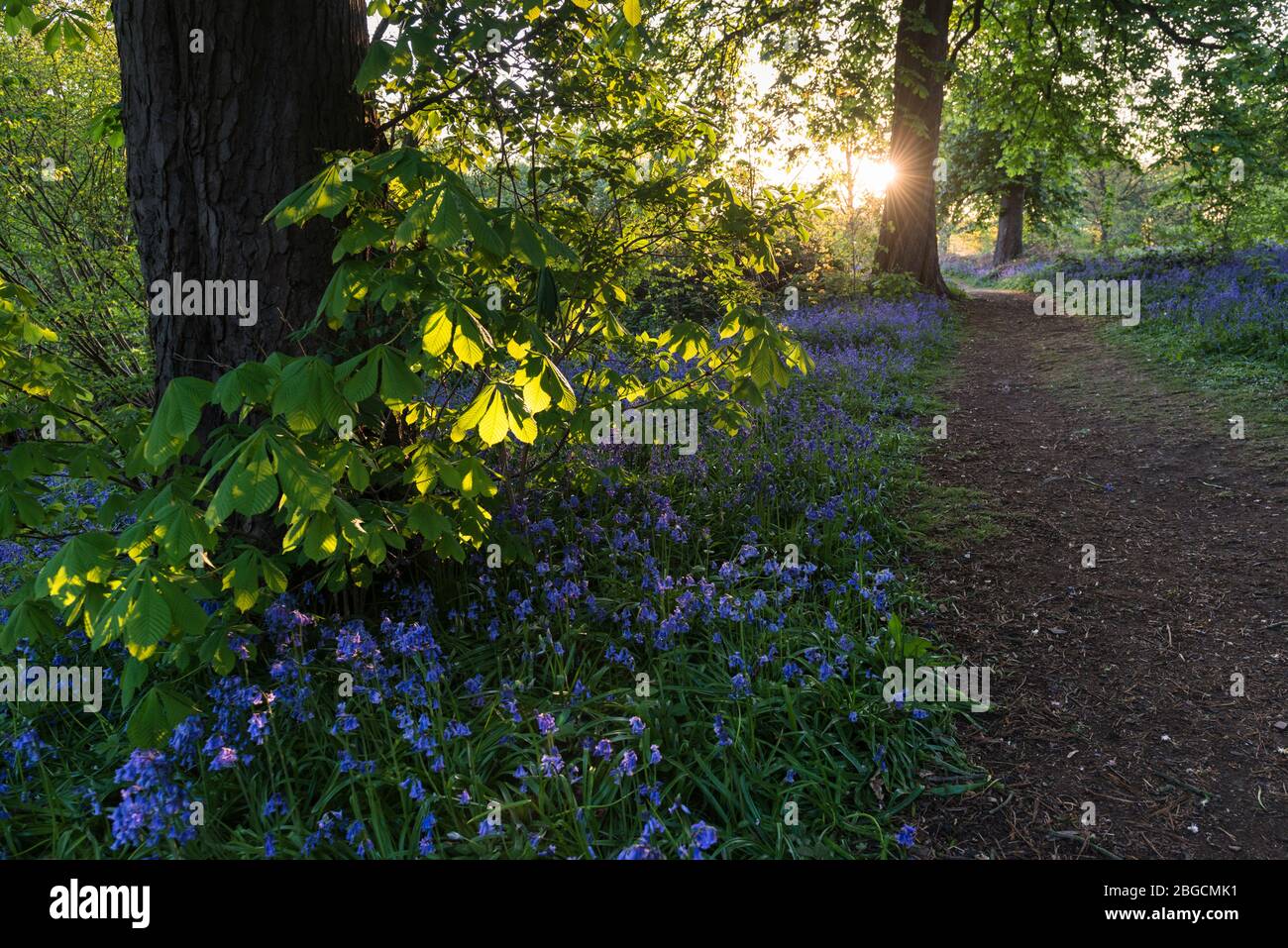Woodland path with bluebells backlit by early morning sunlight in Long Wood, Ealing, a local nature reserve next to the M4 into London. Stock Photo