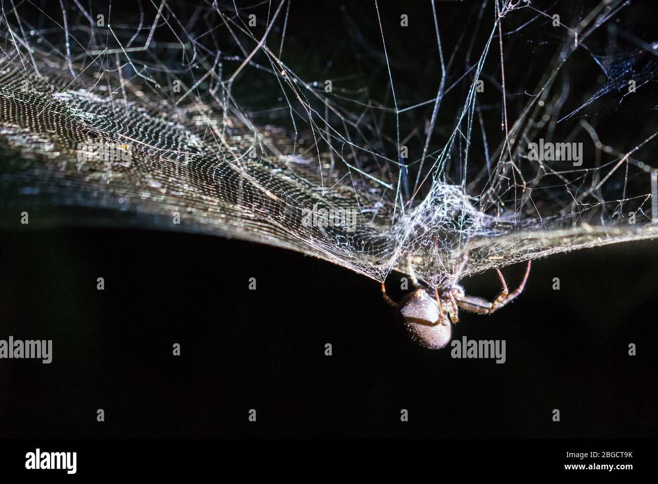 Closeup of a spider on its web in the Amazon rainforest, at night. Stock Photo
