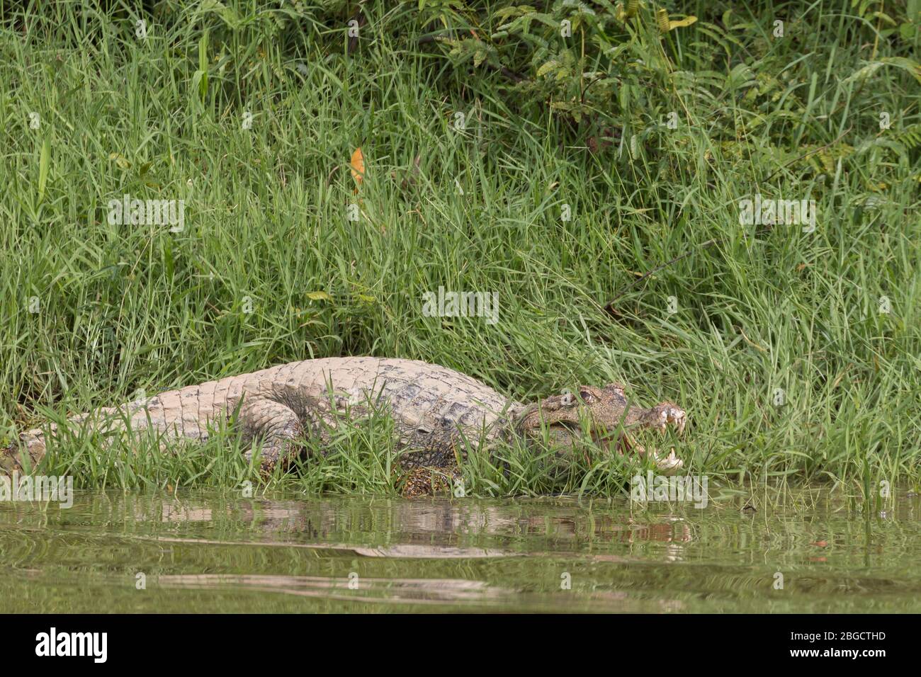 Spectacled caiman (Caiman crocodilus) submerging from a river bank. Amazon rainforest, Brazil. Stock Photo