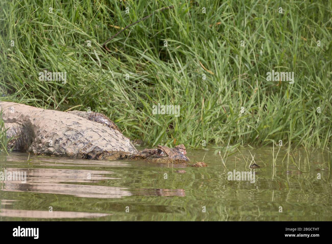 Spectacled caiman (Caiman crocodilus) submerging from a river bank. Amazon rainforest, Brazil. Stock Photo