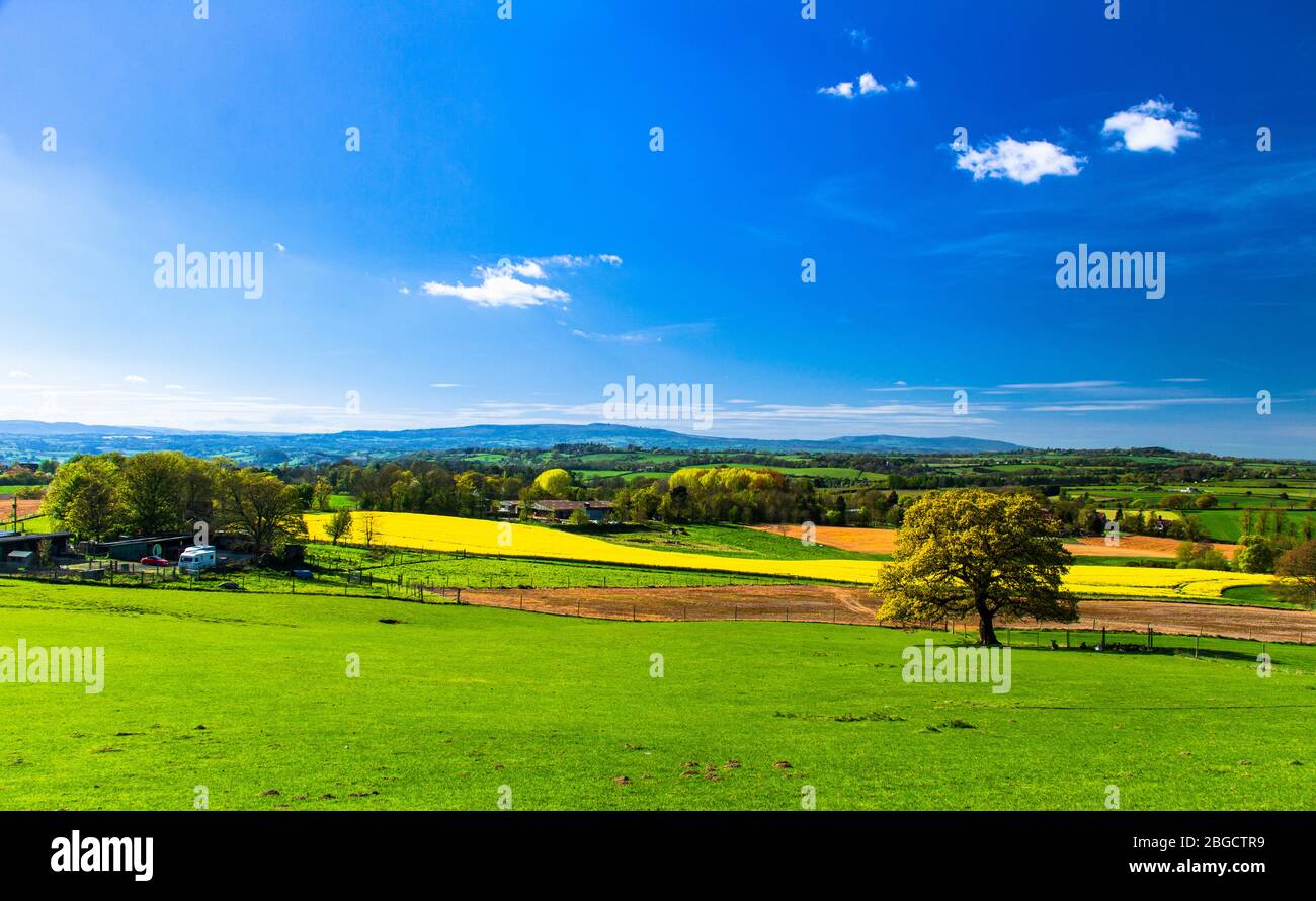 Beautiful spring sunny day with deers taking shade under lone tree in abberley deer park worcestershire west midlands england. Stock Photo