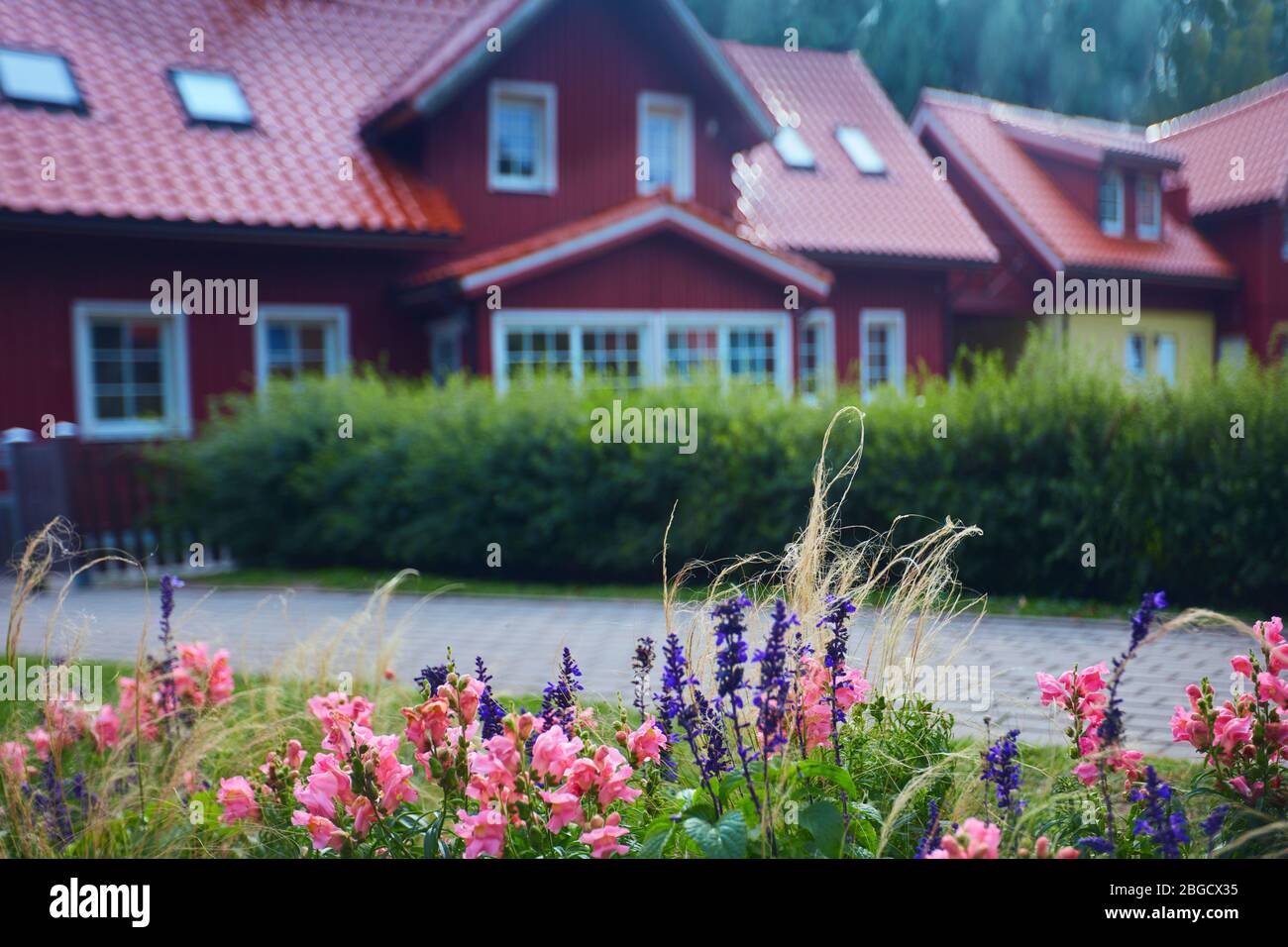 cute pink and purple flowers in front of big manor house Stock Photo ...