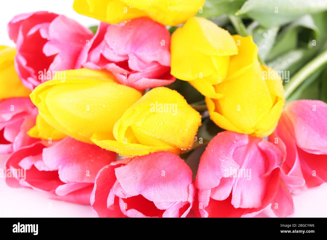 Pink and yellow tulips close-up Stock Photo - Alamy