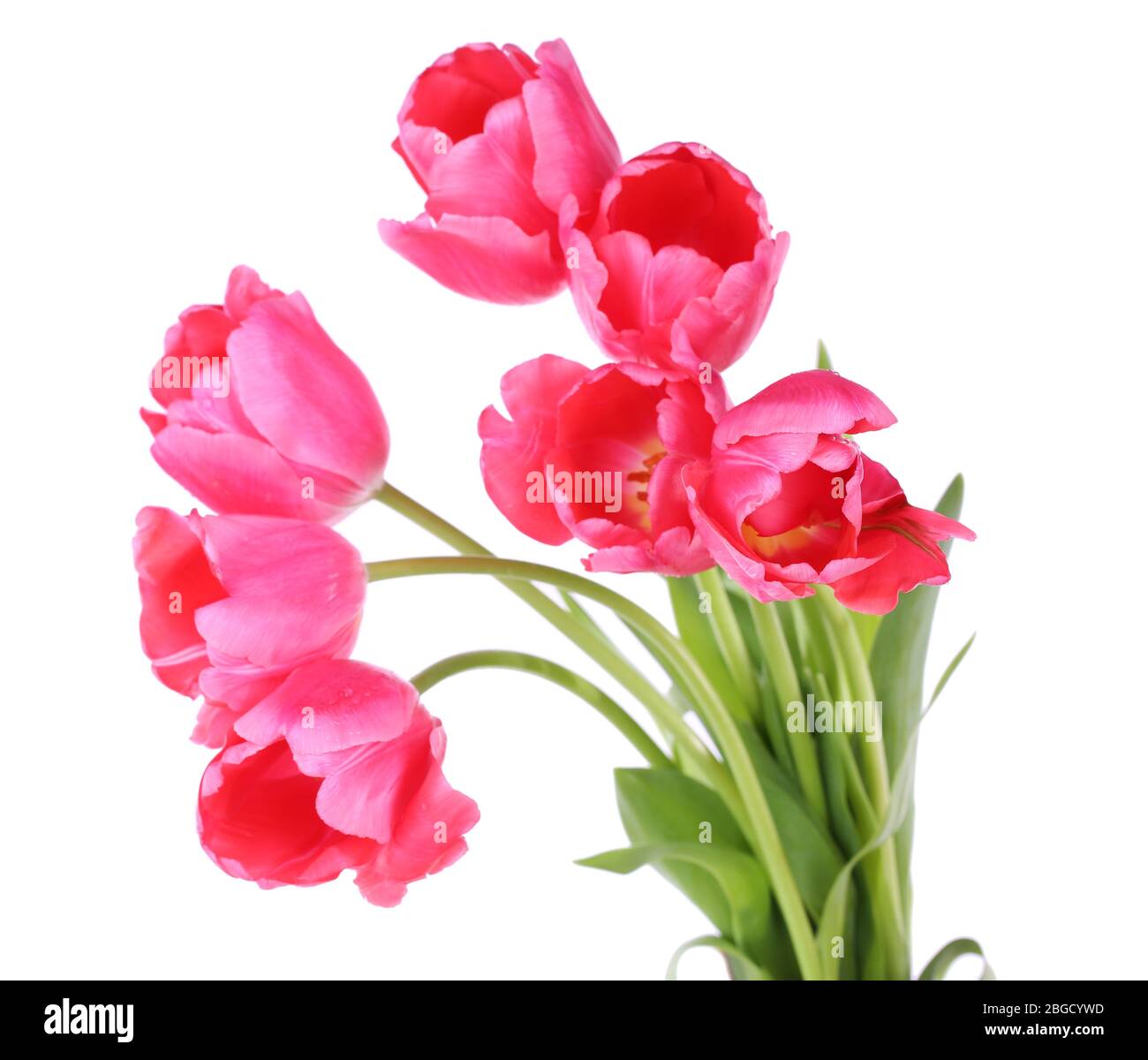 Pink tulips isolated on white Stock Photo - Alamy