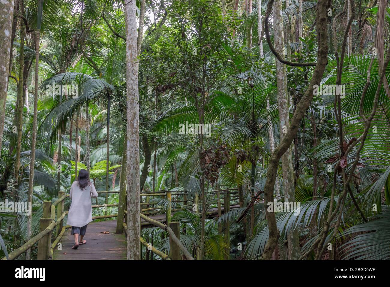 Female tourist wanders peacefully through tropical botanic gardens in Sao Paulo, Brazil, surrounded by a forest of tall trees Stock Photo