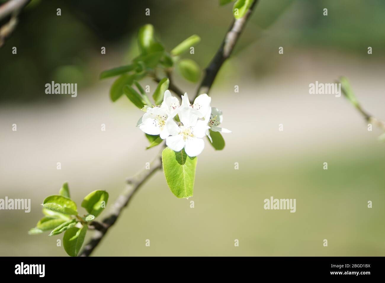 Close up of white wild apple tree blossom Stock Photo