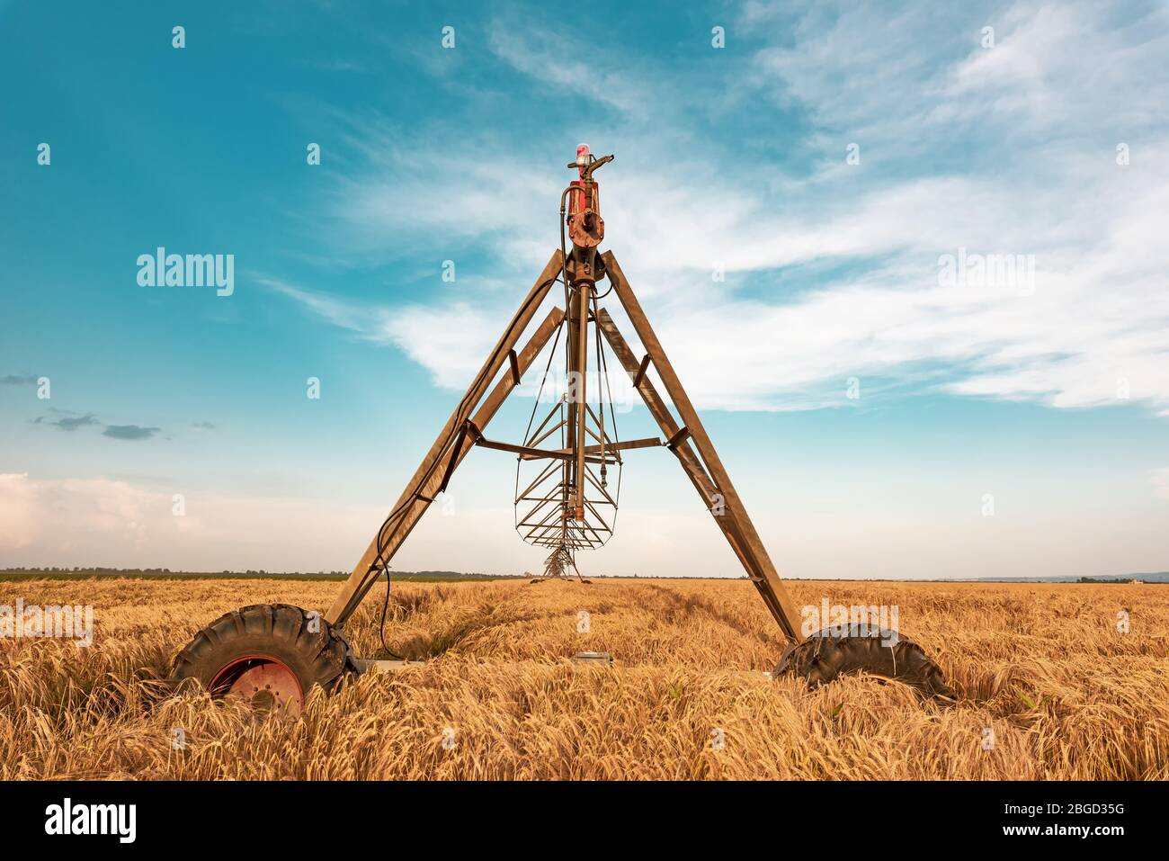 Automated farming irrigation machinery with sprinklers in cultivated ripe barley field for watering crops Stock Photo