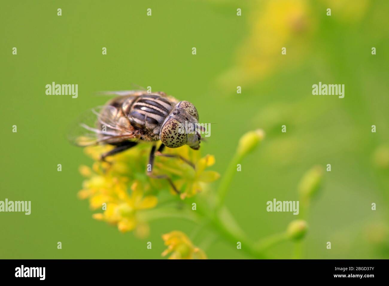 a kind of insects named syrphidae on a green leaf, photographs of ...