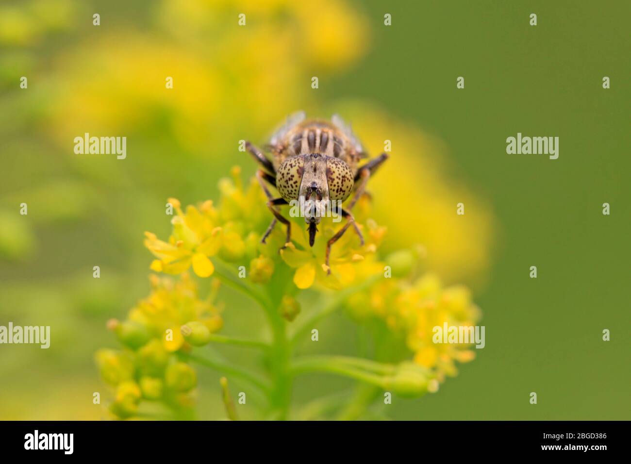 a kind of insects named syrphidae on a green leaf, photographs of ...