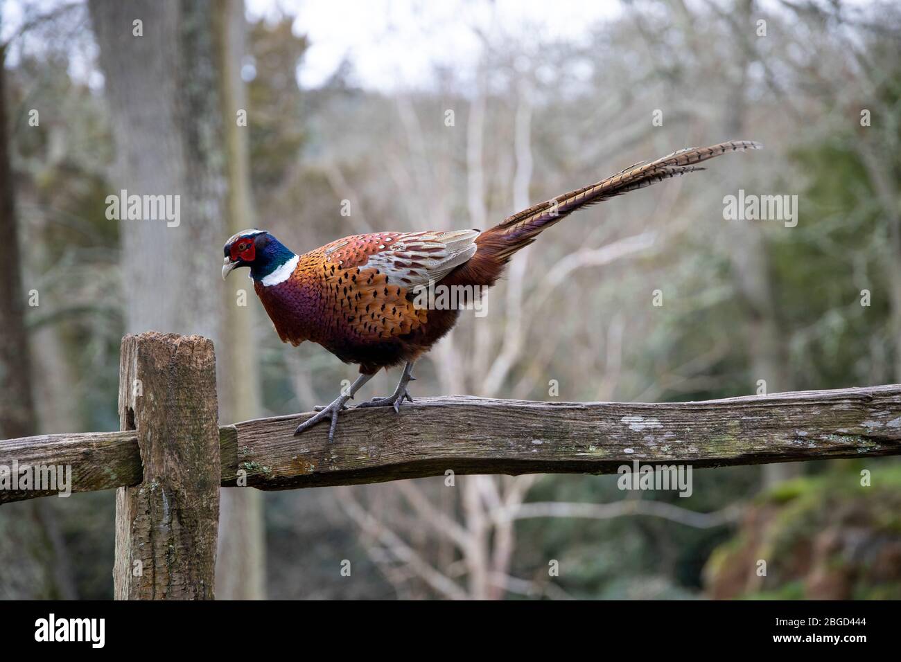 Male pheasant on a post Stock Photo