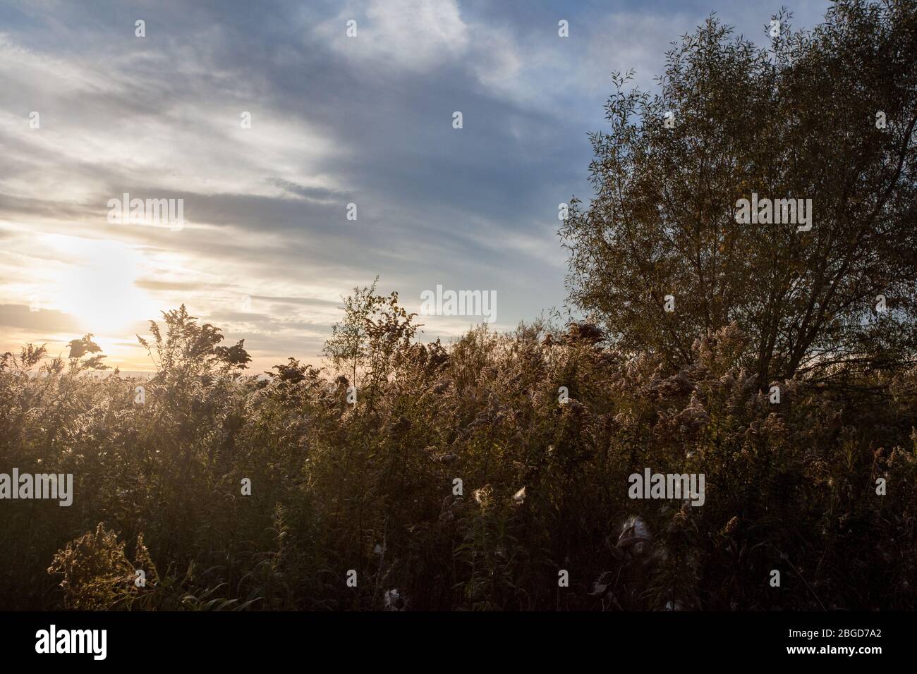 Various grassland and marsh plants and grasses, including milkweed and Phragmites, are illuminated by the setting sun in Seneca, NY, USA Stock Photo