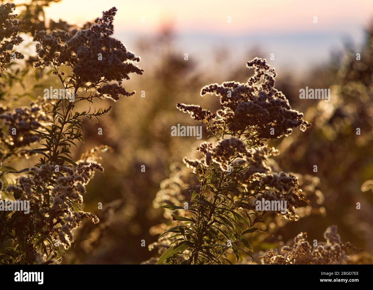 Canada goldenrod (Solidago canadensis) going to seed is illuminated by the late afternoon sunlight in Montezuma National Wildlife Refuge, New York, US Stock Photo