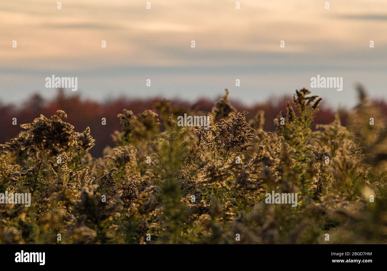 Canada goldenrod (Solidago canadensis) going to seed is illuminated by the late afternoon sunlight in Montezuma National Wildlife Refuge, New York, US Stock Photo
