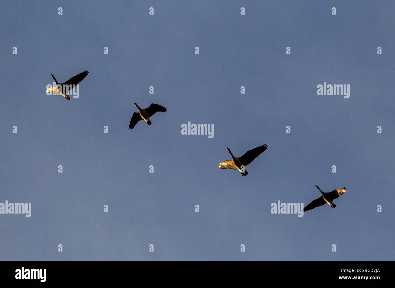 Four Canada geese (Branta canadensis) are lit by the setting sun as they fly in formation over the Montezuma National Wildlife Refuge, Seneca, NY, USA Stock Photo