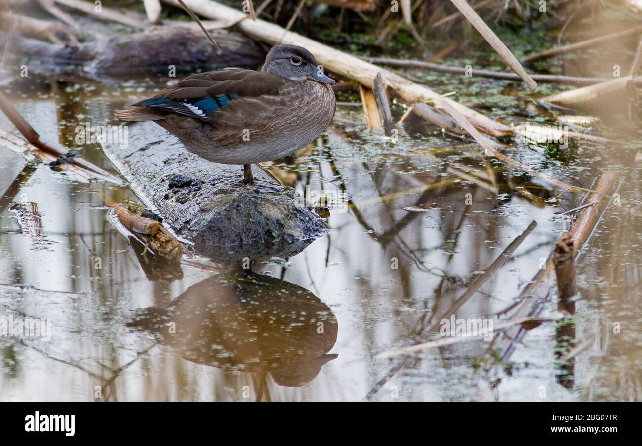 A female wood duck (Aix sponsa) sits on a partially submerged log in a marsh in Montezuma National Wildlife Refuge in Seneca Falls, NY, USA. Stock Photo