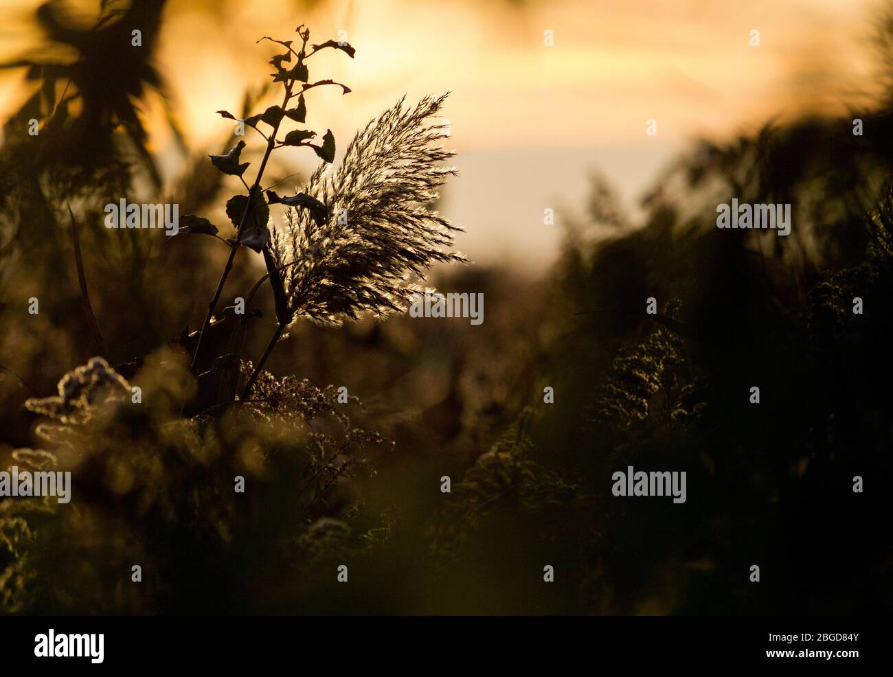 A Phragmites marsh reed is illuminated by the setting sun at the Montezuma National Wildlife Refuge, Seneca, NY, USA Stock Photo