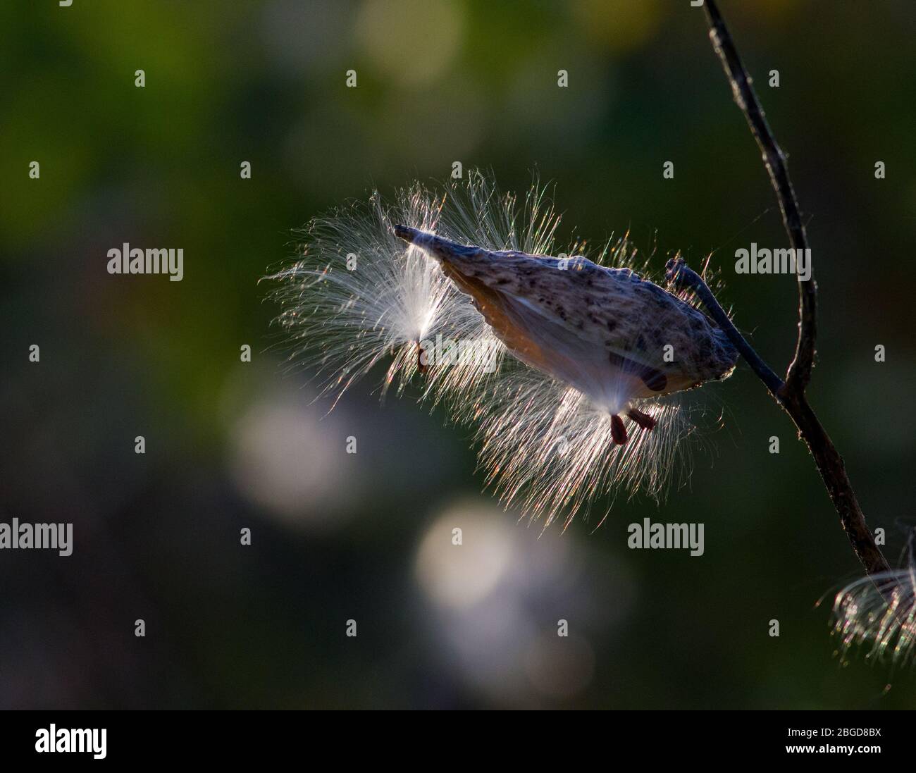 A dry milkweed seed pod releases several seeds, with silken white parachutes, called coma, that will carry the seeds on the wind, Seneca, NY, USA Stock Photo